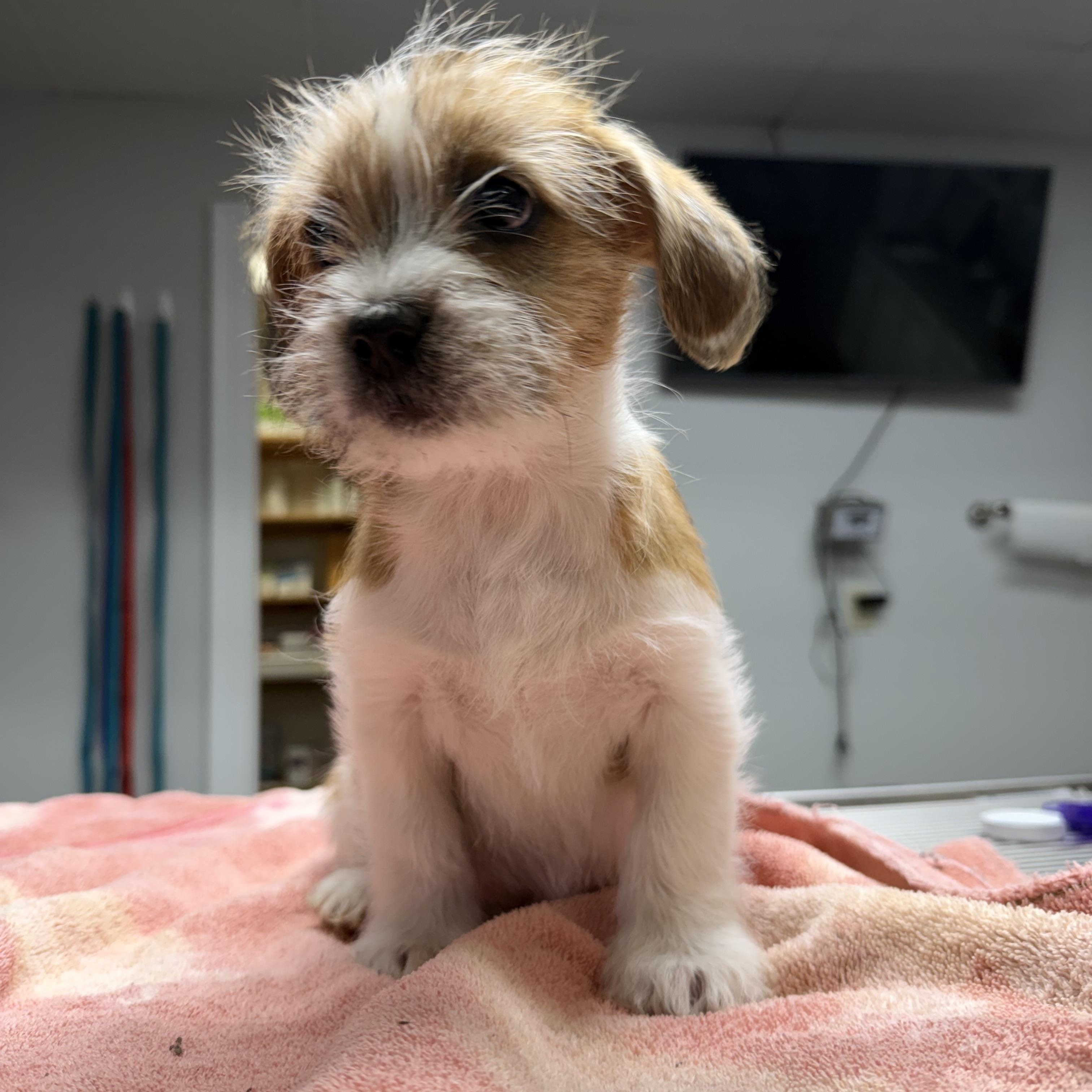 Freddi , Adoptable, Puppy Male Shih Tzu & Jack Russell Terrier.
