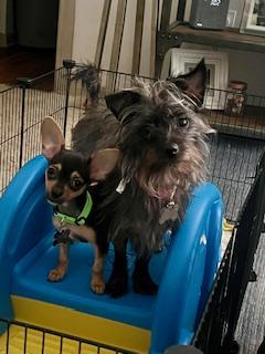 Bayleigh - Adoption Pending!