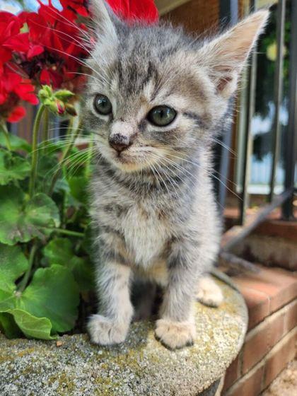 Coral, Adoptable, Kitten Female Domestic Short Hair & Domestic Short Hair.