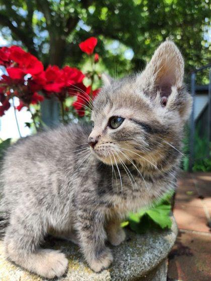 Coral, a Adoptable mixed breed in Wilkesboro, NC image 2/3