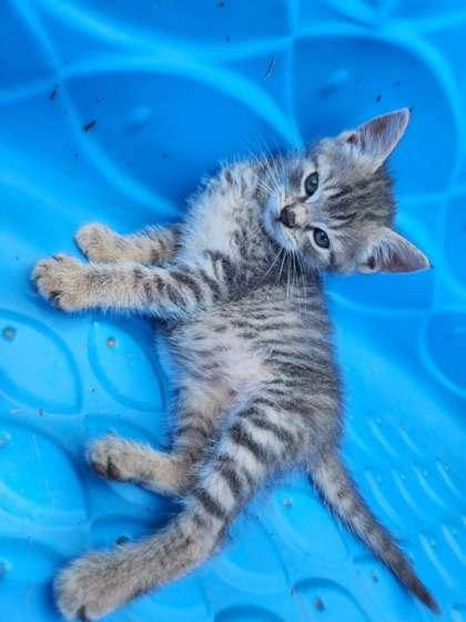 Coral, a Adoptable mixed breed in Wilkesboro, NC image 3/3