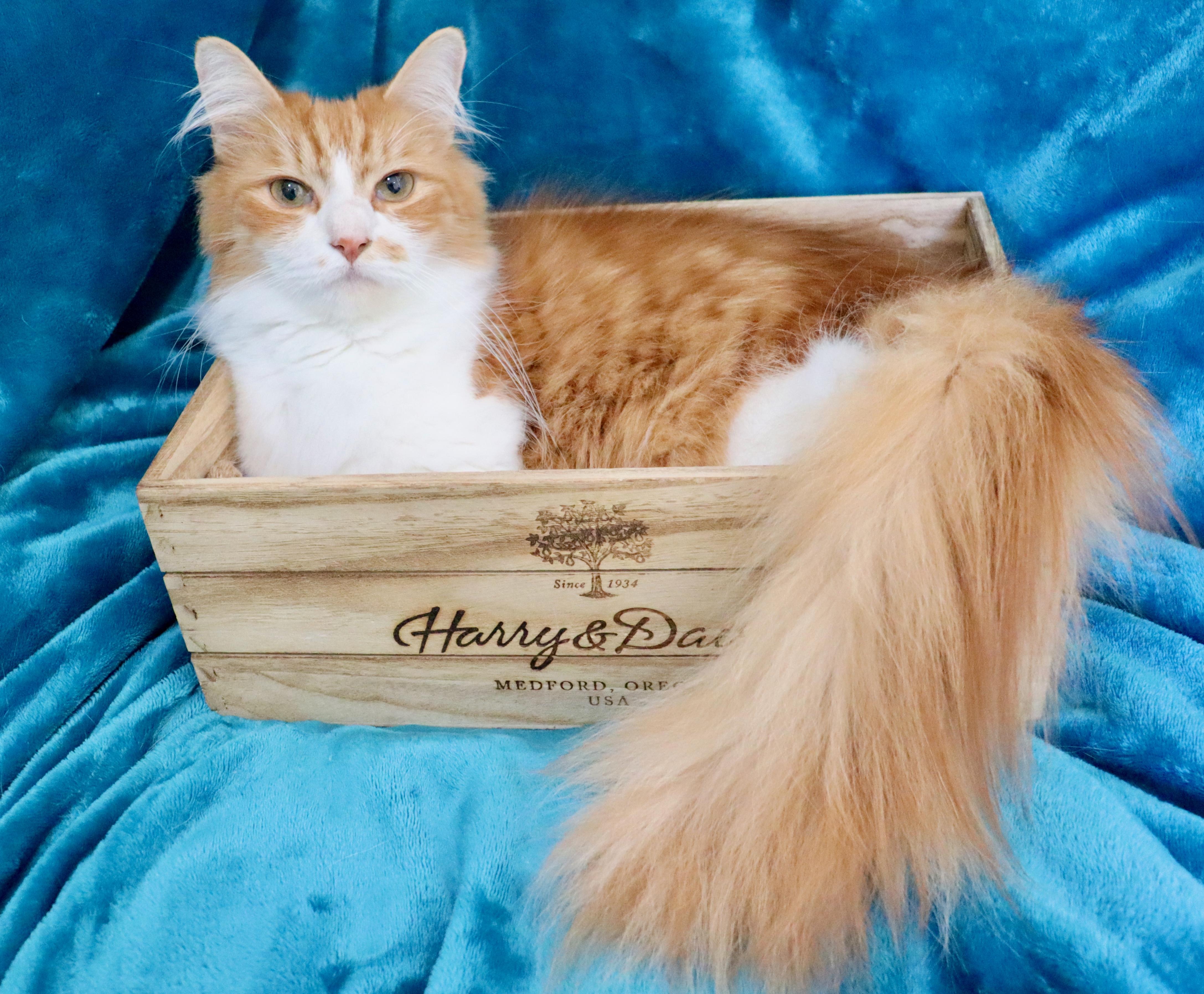 Phillip, adopted, Adult Male Ragdoll & Maine Coon.