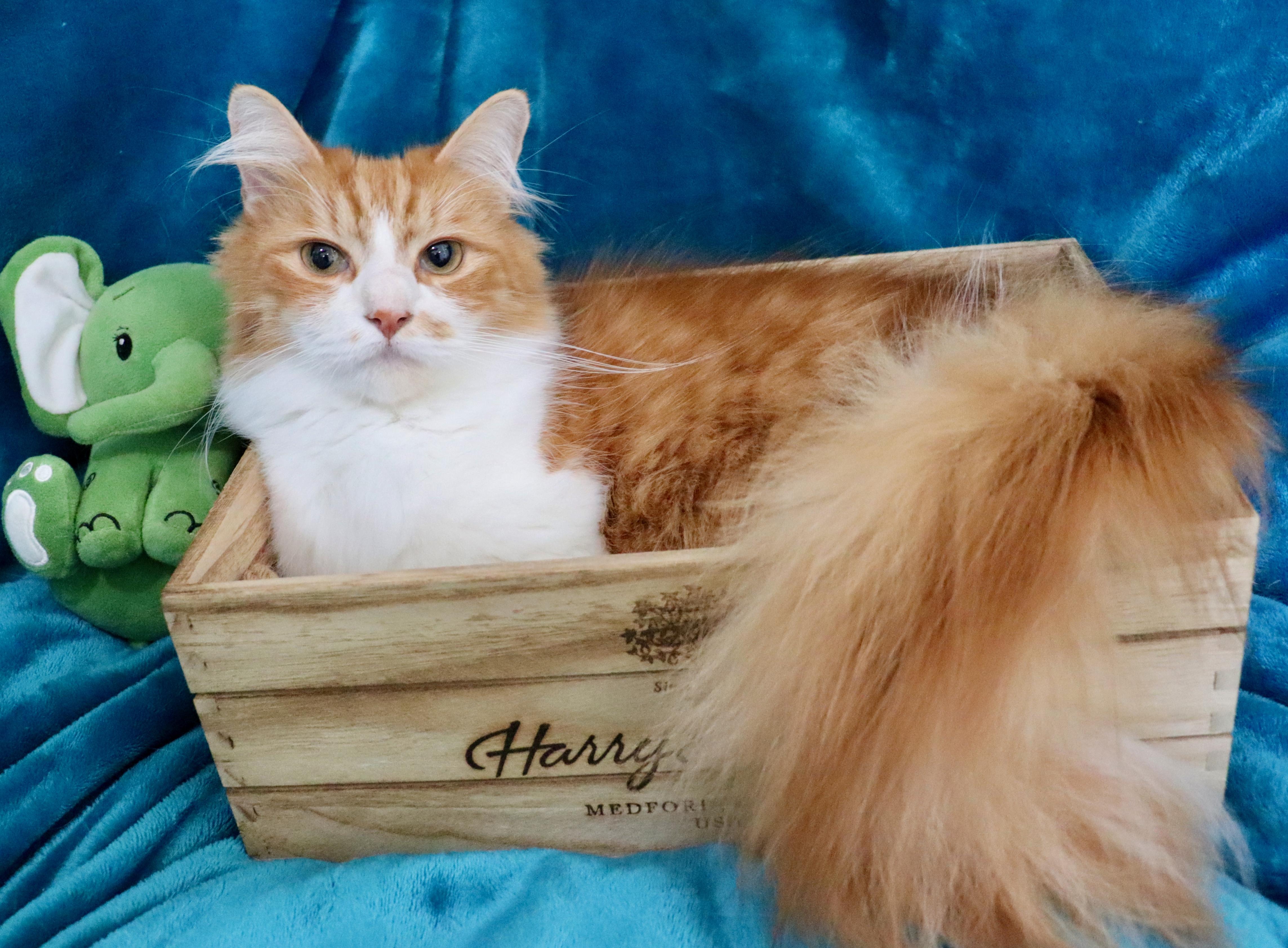 Phillip, an adopted mixed breed in Saint Augustine, FL image 6/6