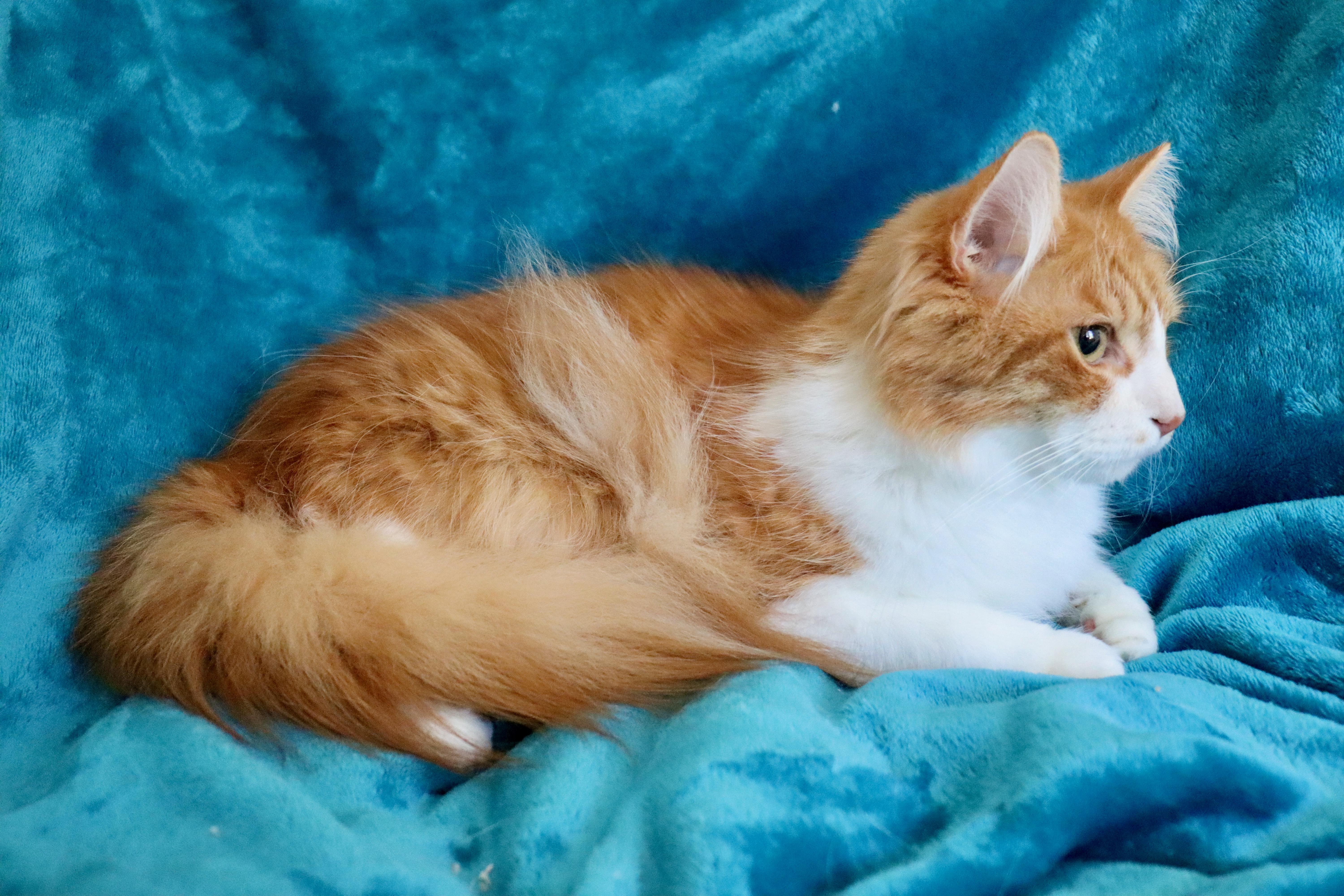 Phillip, an adopted mixed breed in Saint Augustine, FL image 5/6