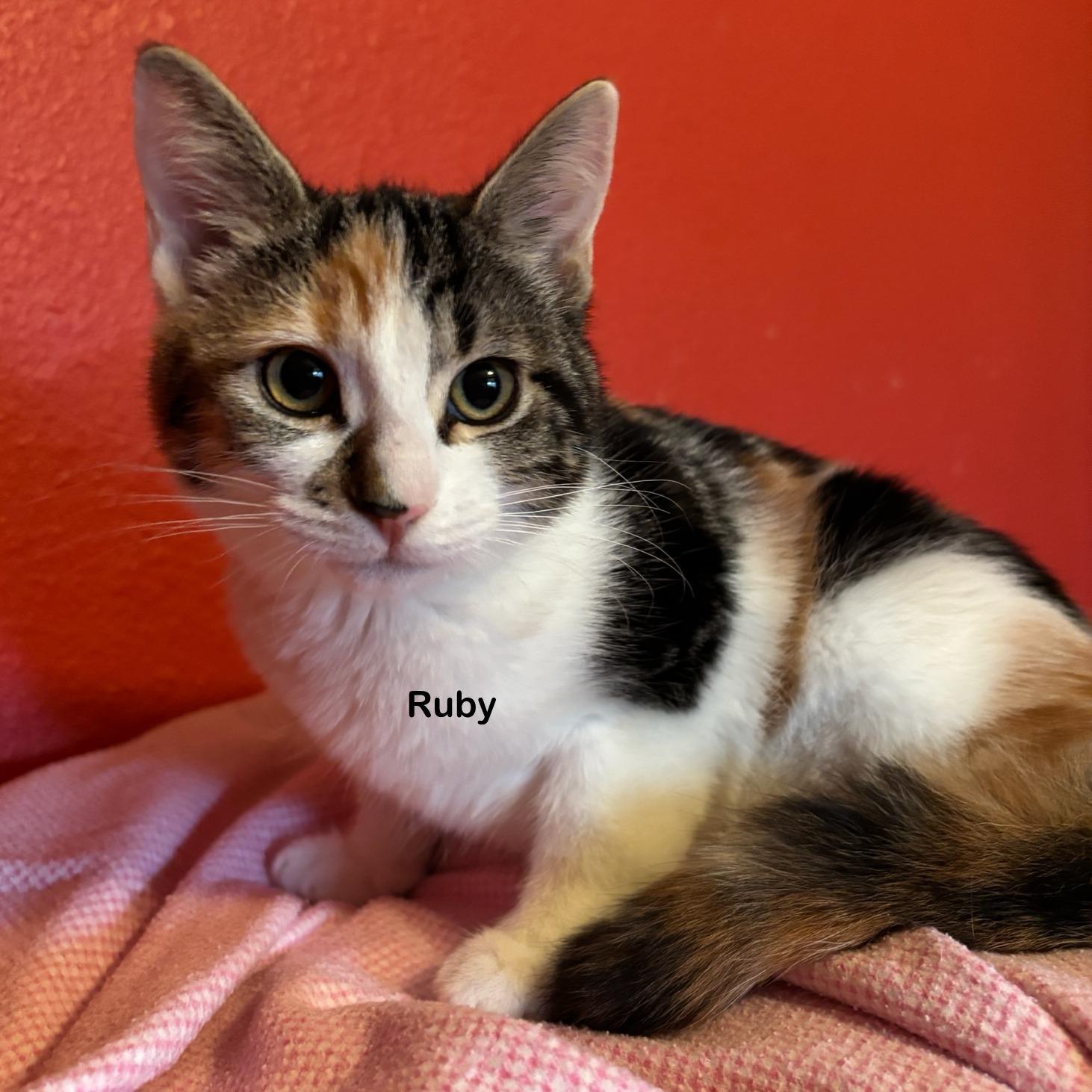 Ruby, Adoptable, Young Female Calico & Domestic Short Hair.
