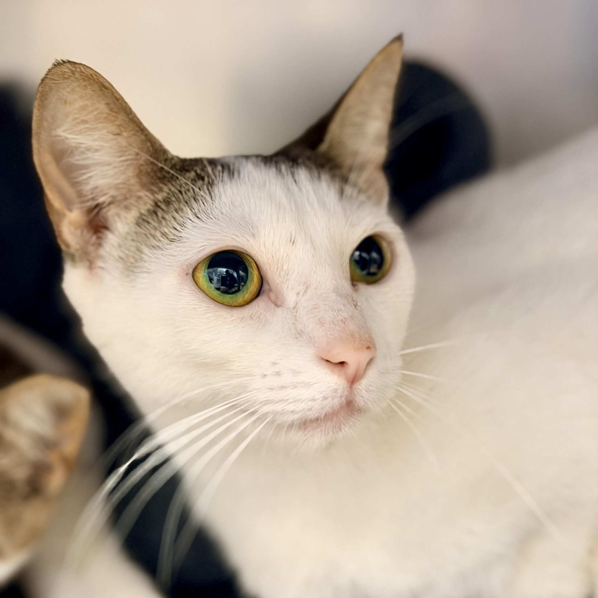 Enlarge Lia, a ADOPTABLE Domestic Short Hair in Manahawkin, NJ image 2/3