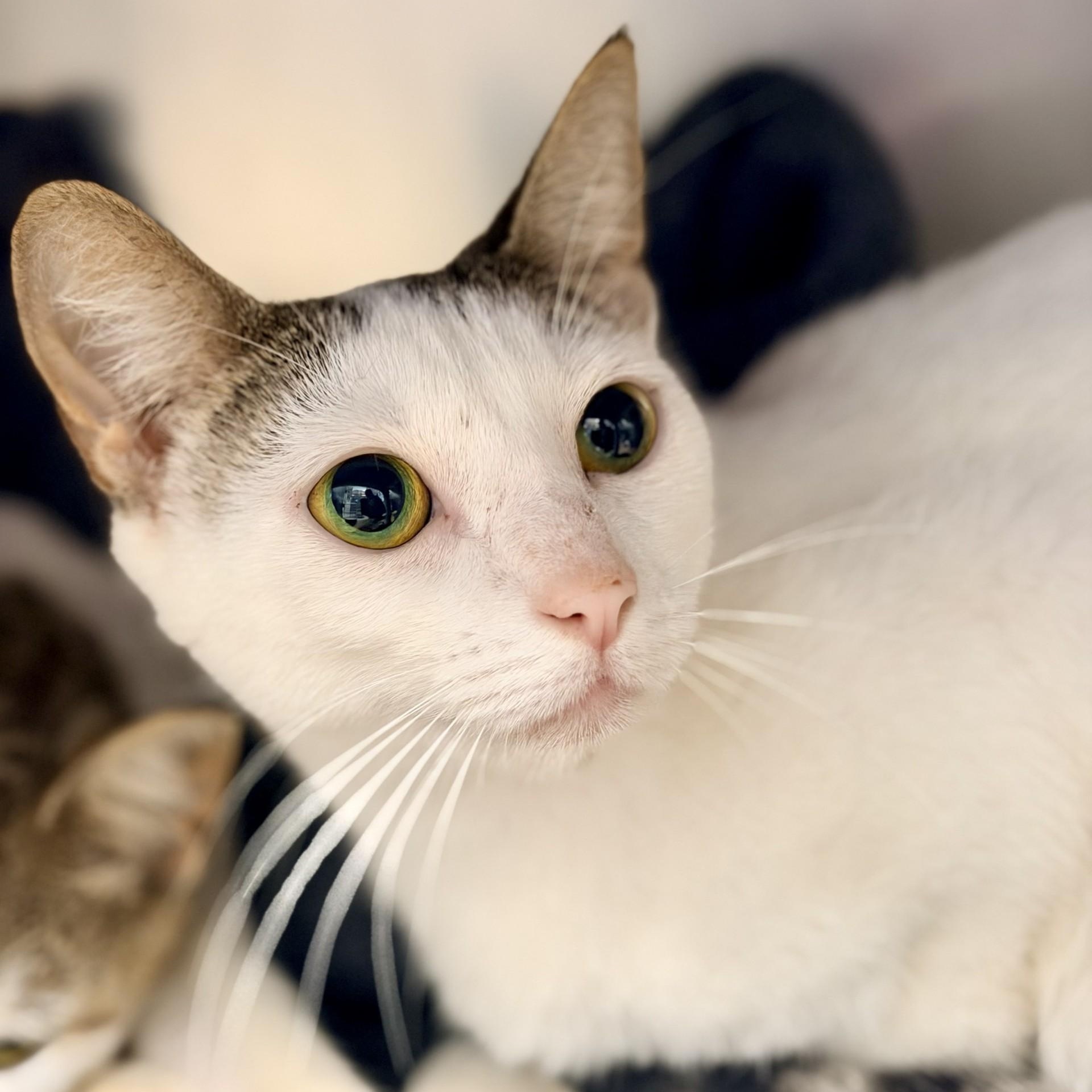 Lia, ADOPTABLE, Adult Female Domestic Short Hair.
