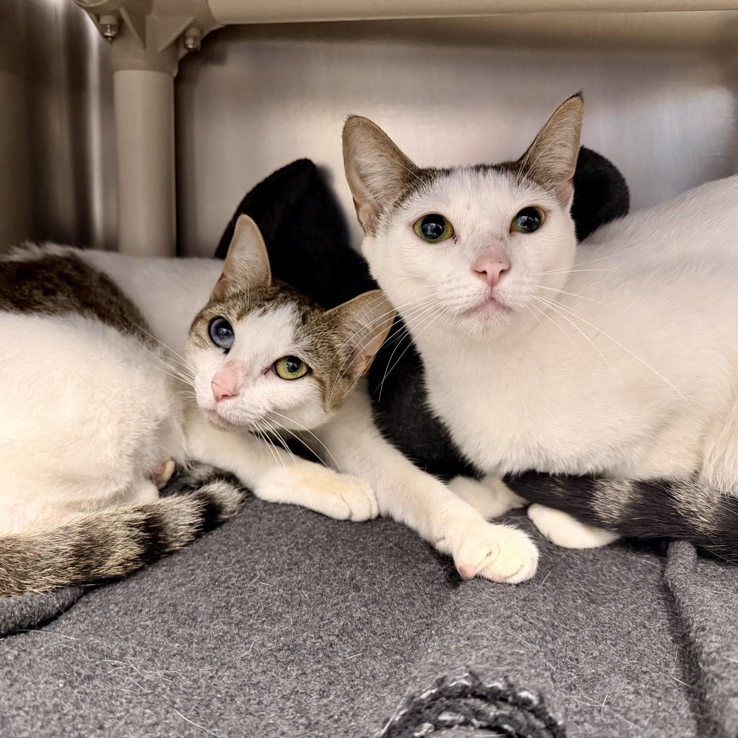 Enlarge Lia, a ADOPTABLE Domestic Short Hair in Manahawkin, NJ image 3/3