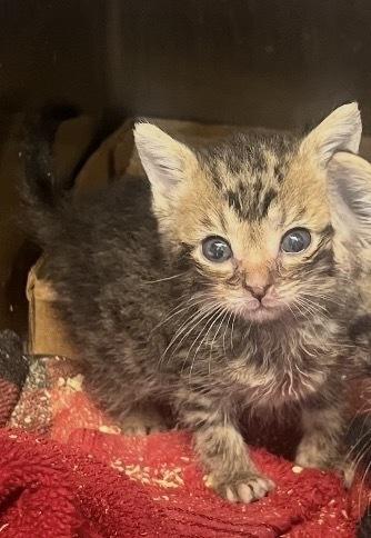 Hamburglar, a Adoptable Domestic Short Hair in Clarksville, TN image 2/5