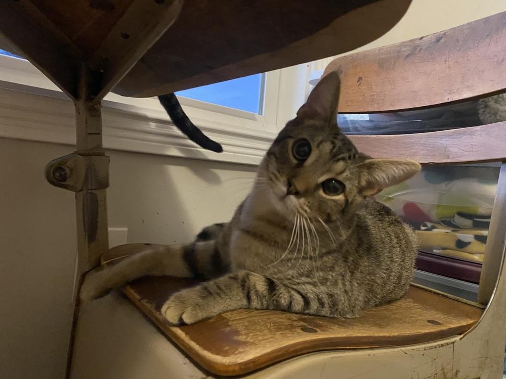 Enlarge Hamburglar, a Adoptable Domestic Short Hair in Clarksville, TN image 1/6