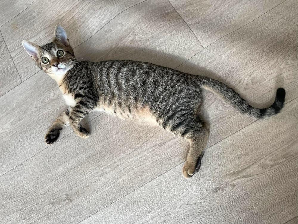 Hamburglar, a Adoptable Domestic Short Hair in Clarksville, TN image 2/6
