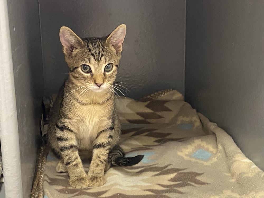 Hamburglar, a Adoptable Domestic Short Hair in Clarksville, TN image 3/5