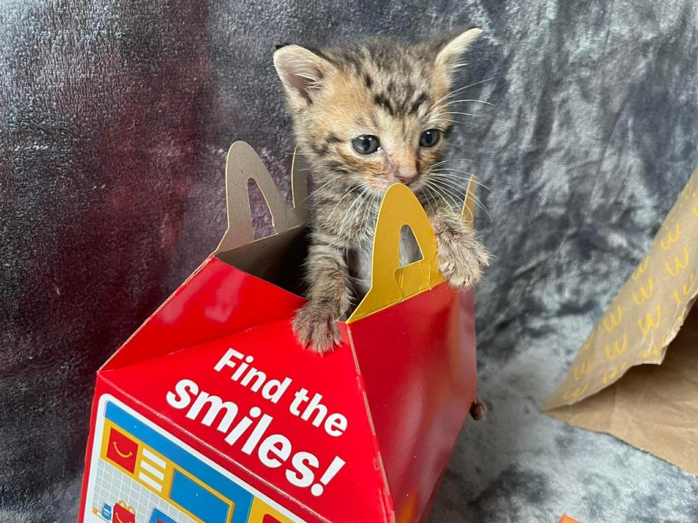 Hamburglar, a Adoptable Domestic Short Hair in Clarksville, TN image 5/5