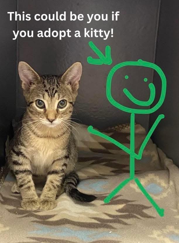 Hamburglar, a Adoptable Domestic Short Hair in Clarksville, TN image 6/6