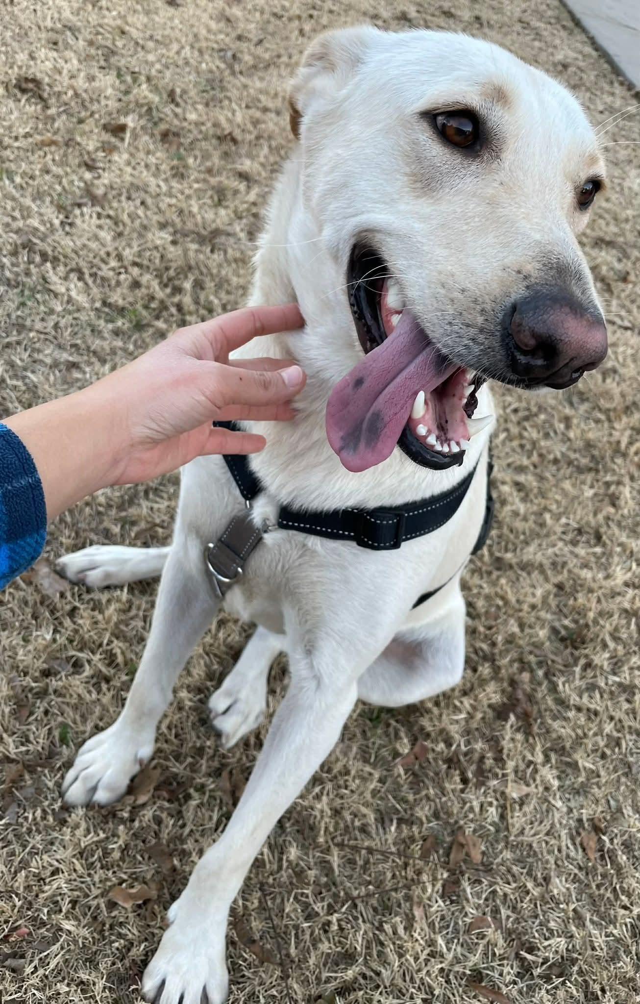 Enlarge Maki, a Adoptable Retriever in Dallas, TX image 1/3