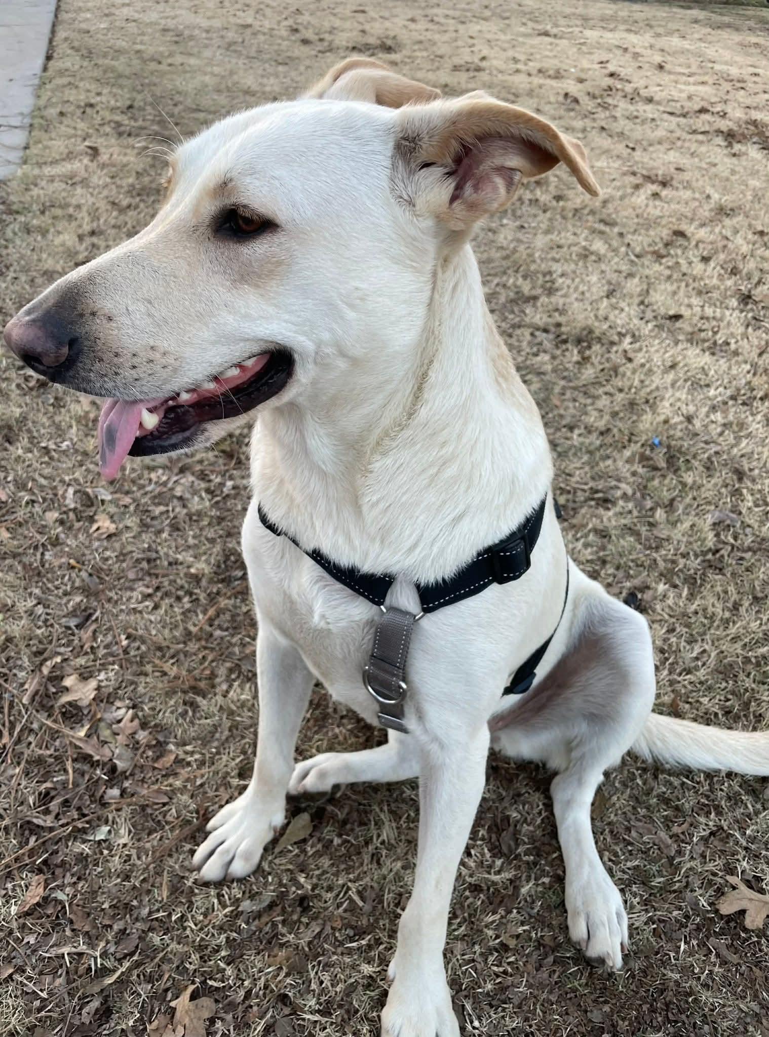 Enlarge Maki, a Adoptable Retriever in Dallas, TX image 2/3
