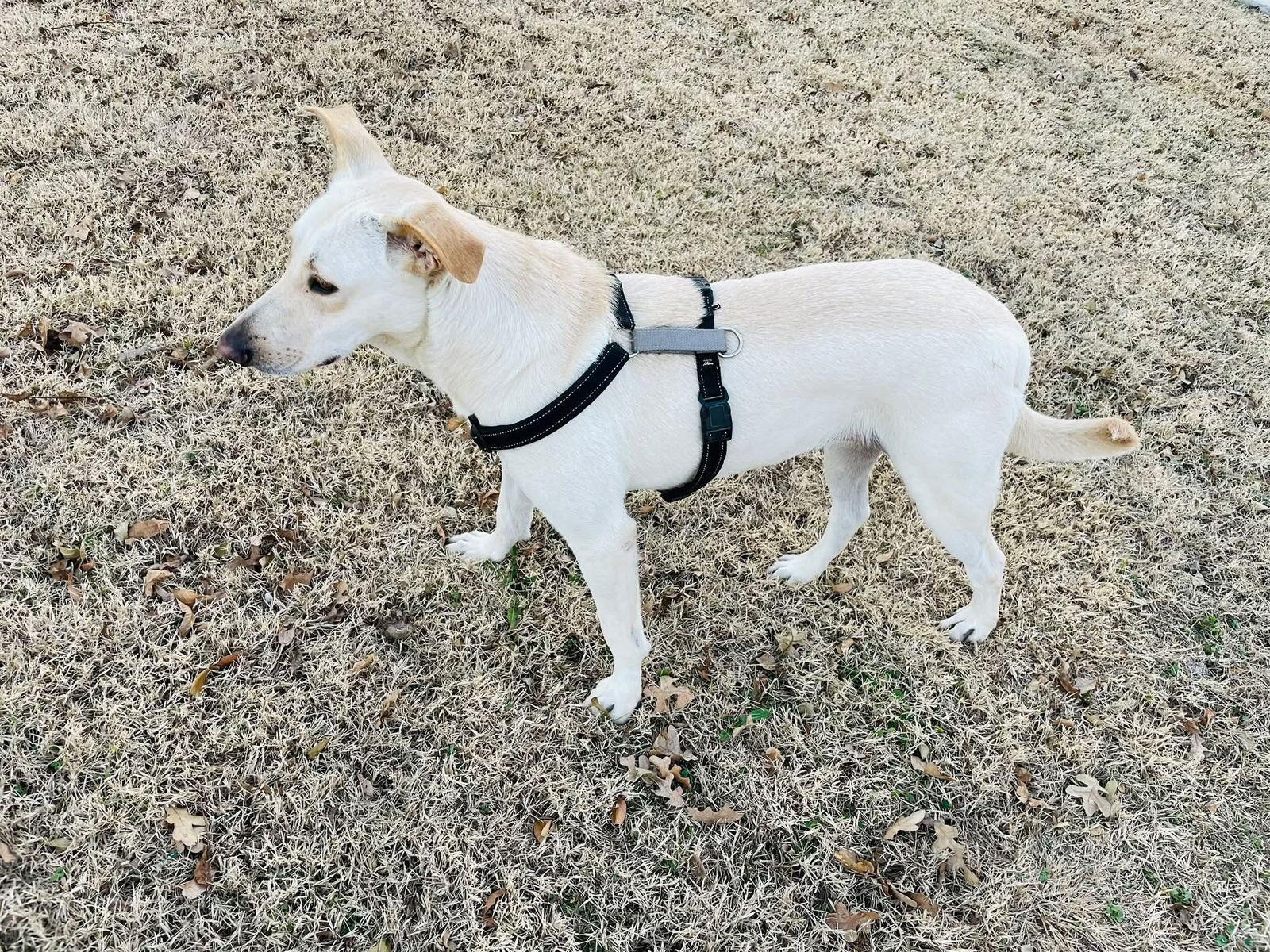 Enlarge Maki, a Adoptable Retriever in Dallas, TX image 3/3