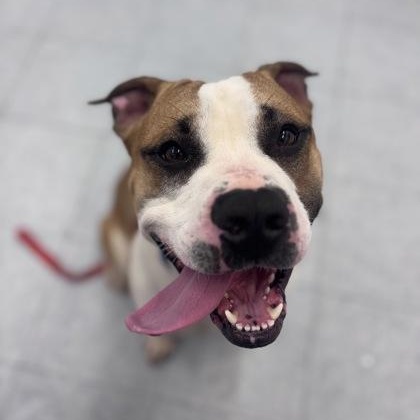Enlarge AJ, a ADOPTABLE mixed breed in Ithaca, NY image 1/2