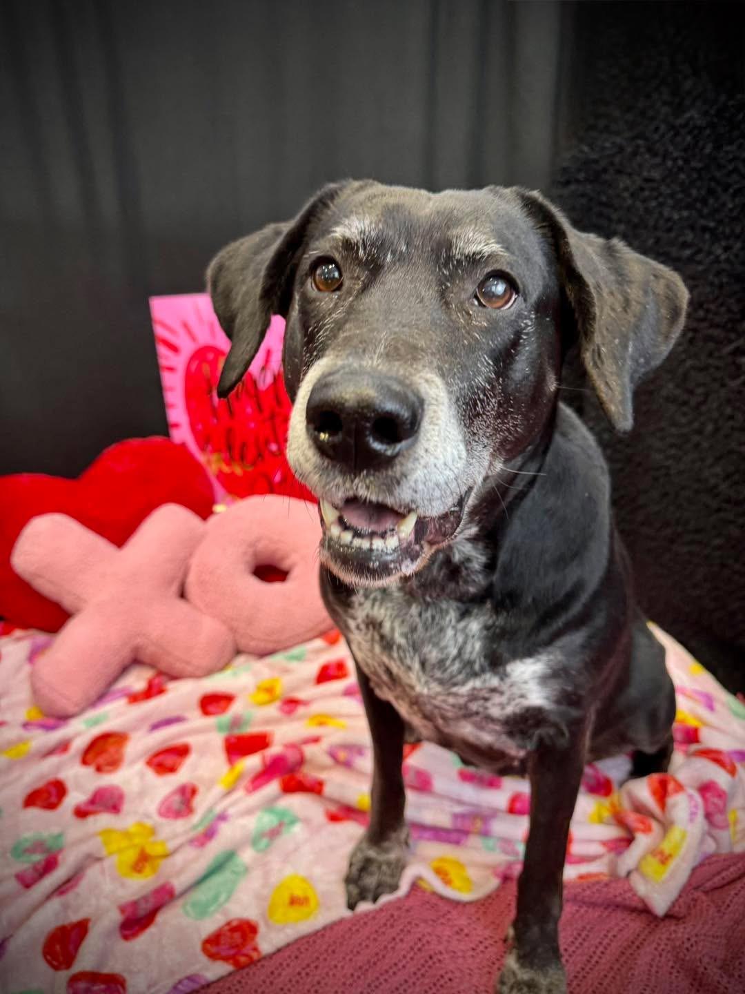 Journey , ADOPTABLE, Adult Female Black Labrador Retriever.