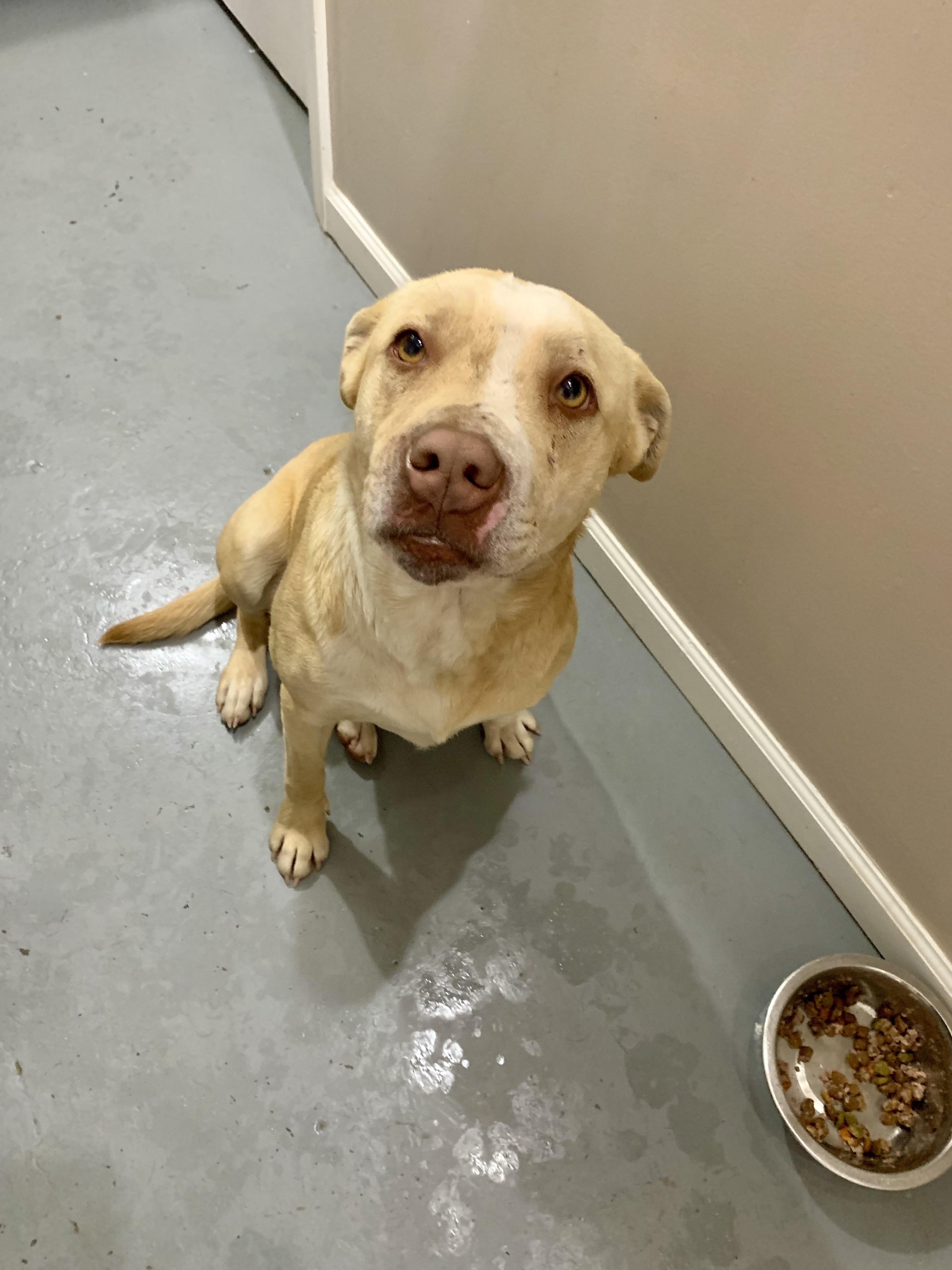 Lila, Adoptable, Adult Female Mixed Breed.