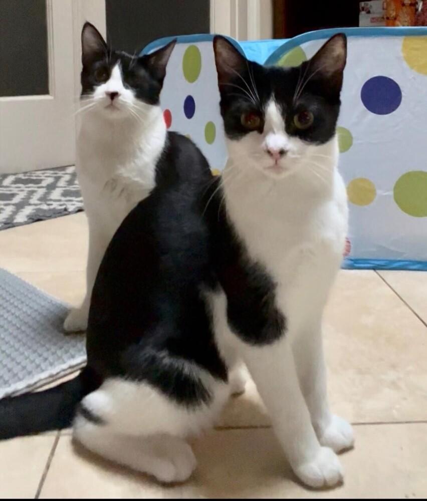 Bristol, Adoptable, Kitten Female Domestic Short Hair.