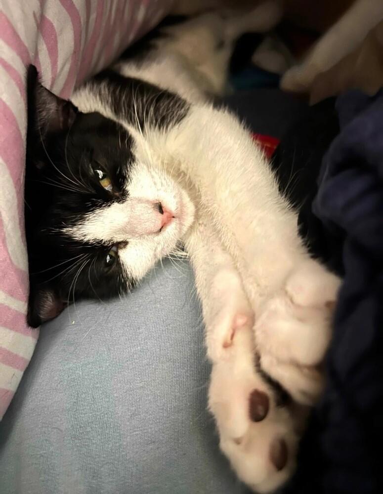 Enlarge Bristol, a Adoptable Domestic Short Hair in Oceanside, CA image 4/4