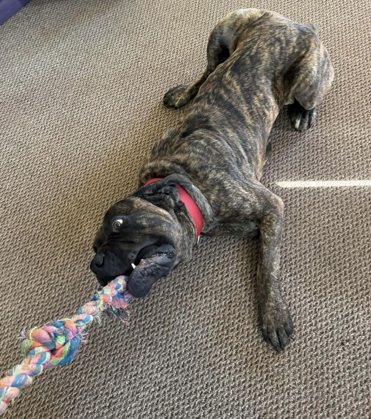 Thor, Adoptable, Adult Male Mastiff.