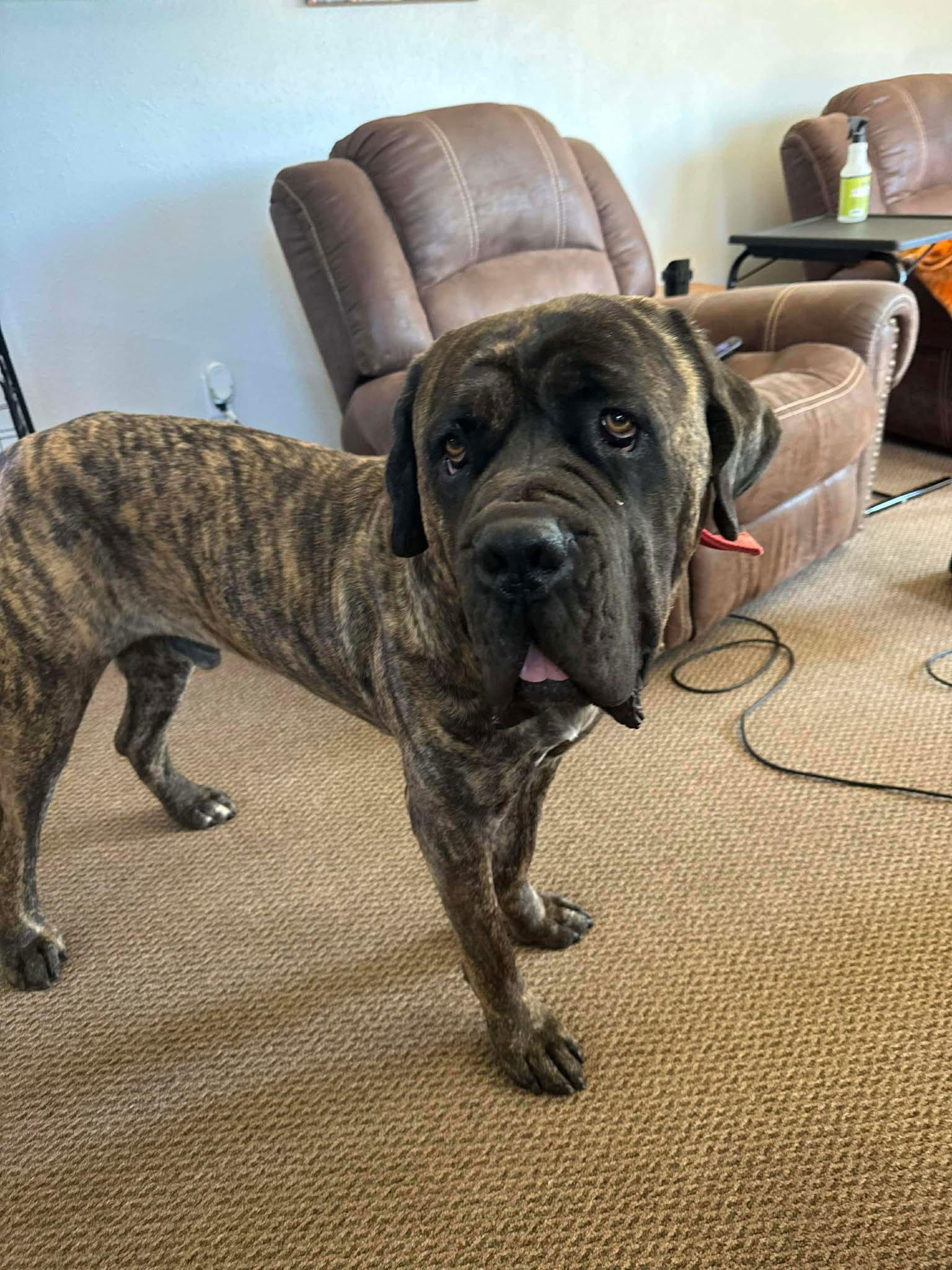 Enlarge Thor, a Adoptable Mastiff in Newport, NH image 2/3