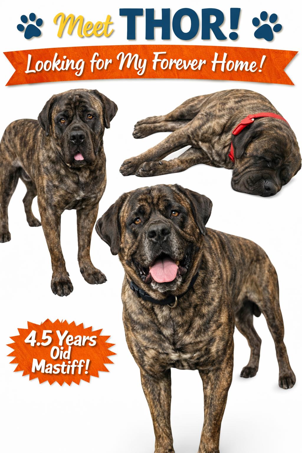 Enlarge Thor, a Adoptable Mastiff in Newport, NH image 3/3