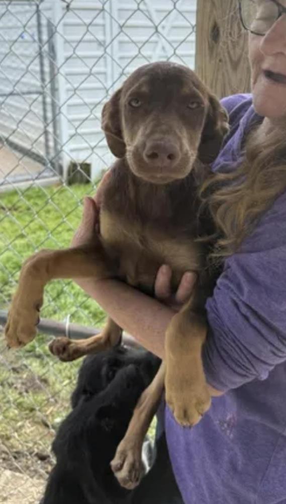 Corbo / Liberty, Adoptable, Puppy Female Labrador Retriever & Wire Fox Terrier.
