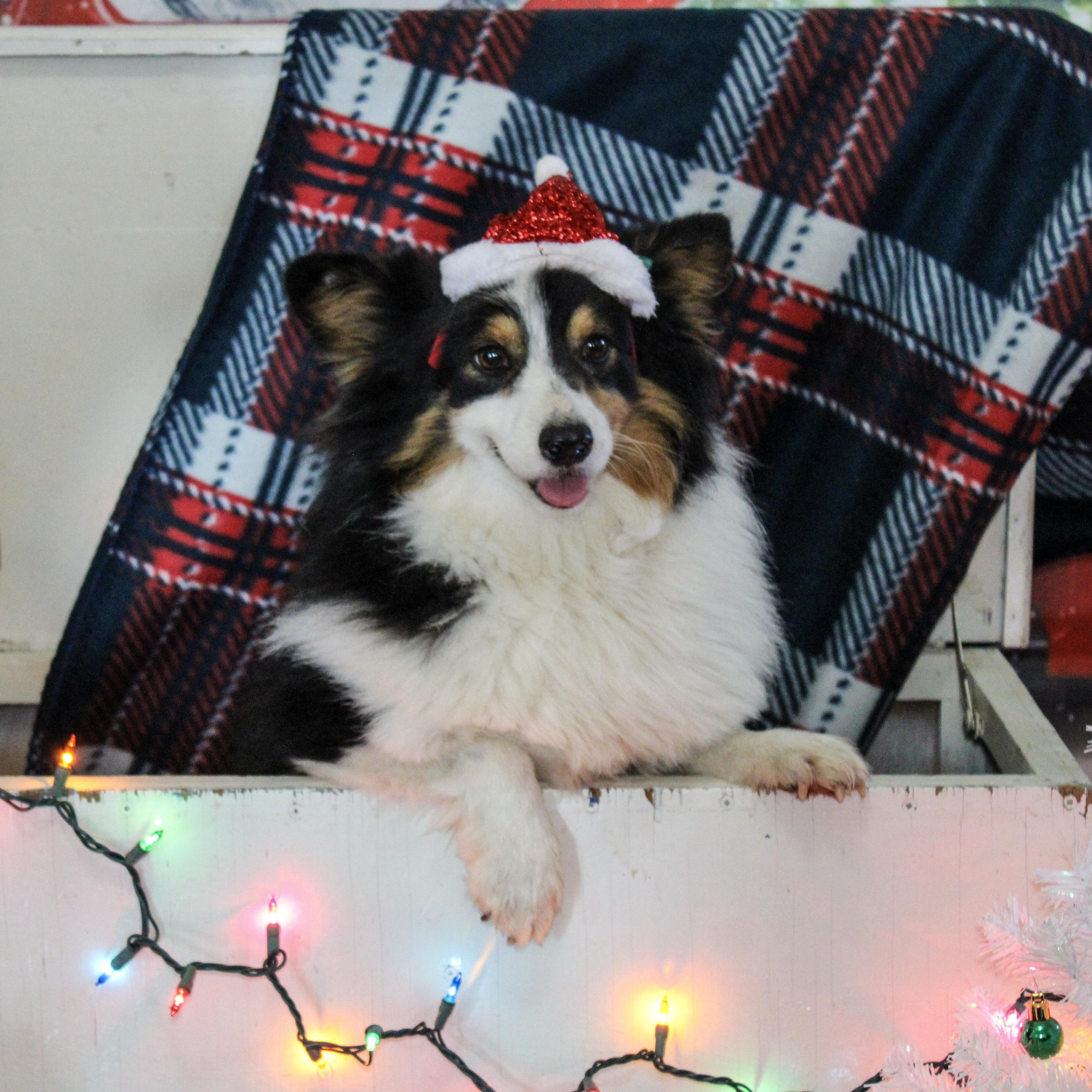 Enlarge Rip, an adopted Corgi in Neosho, MO image 1/1