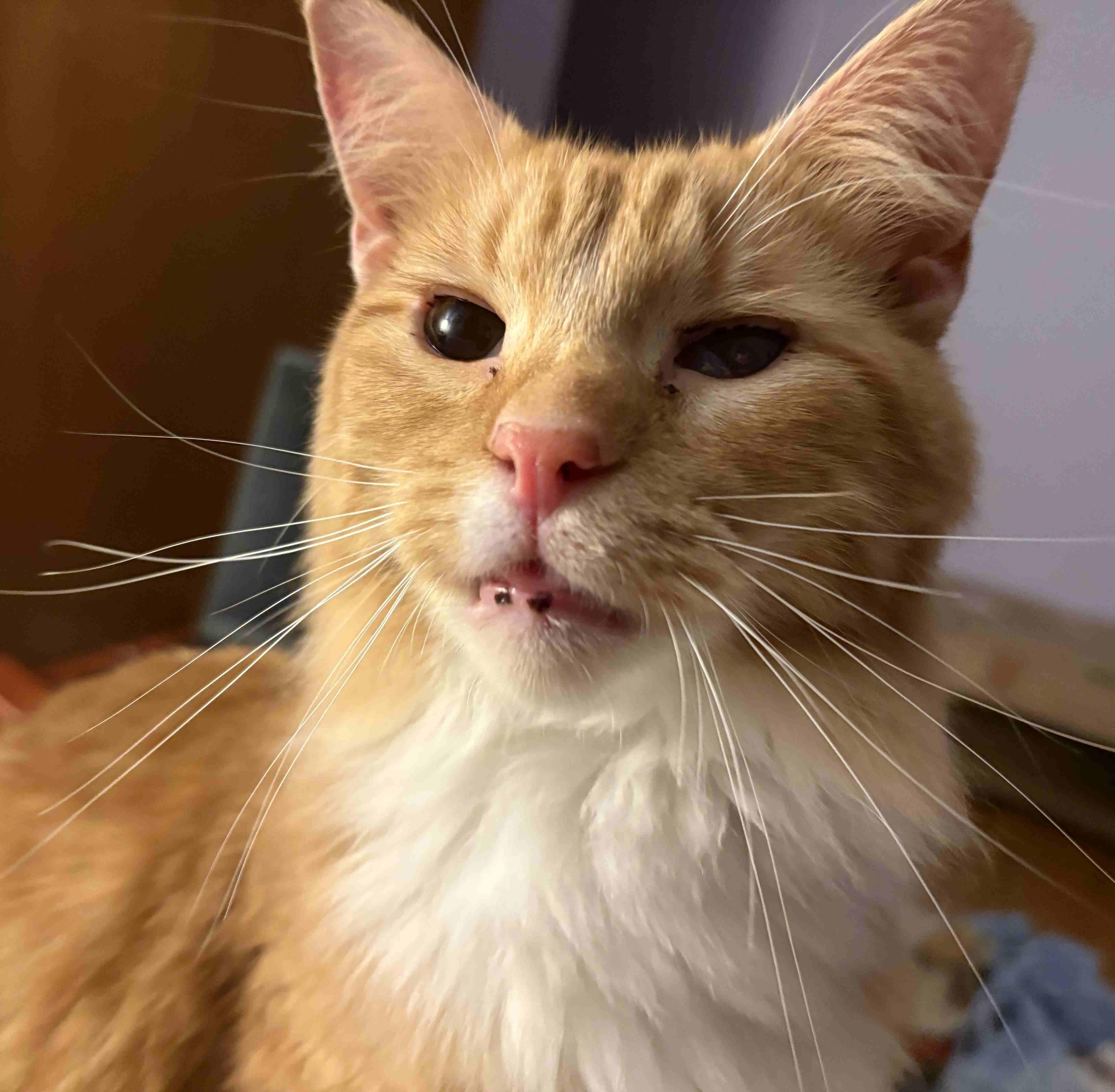 Enlarge Angelo PR, a Adoptable Domestic Short Hair in Burlington, VT image 1/4