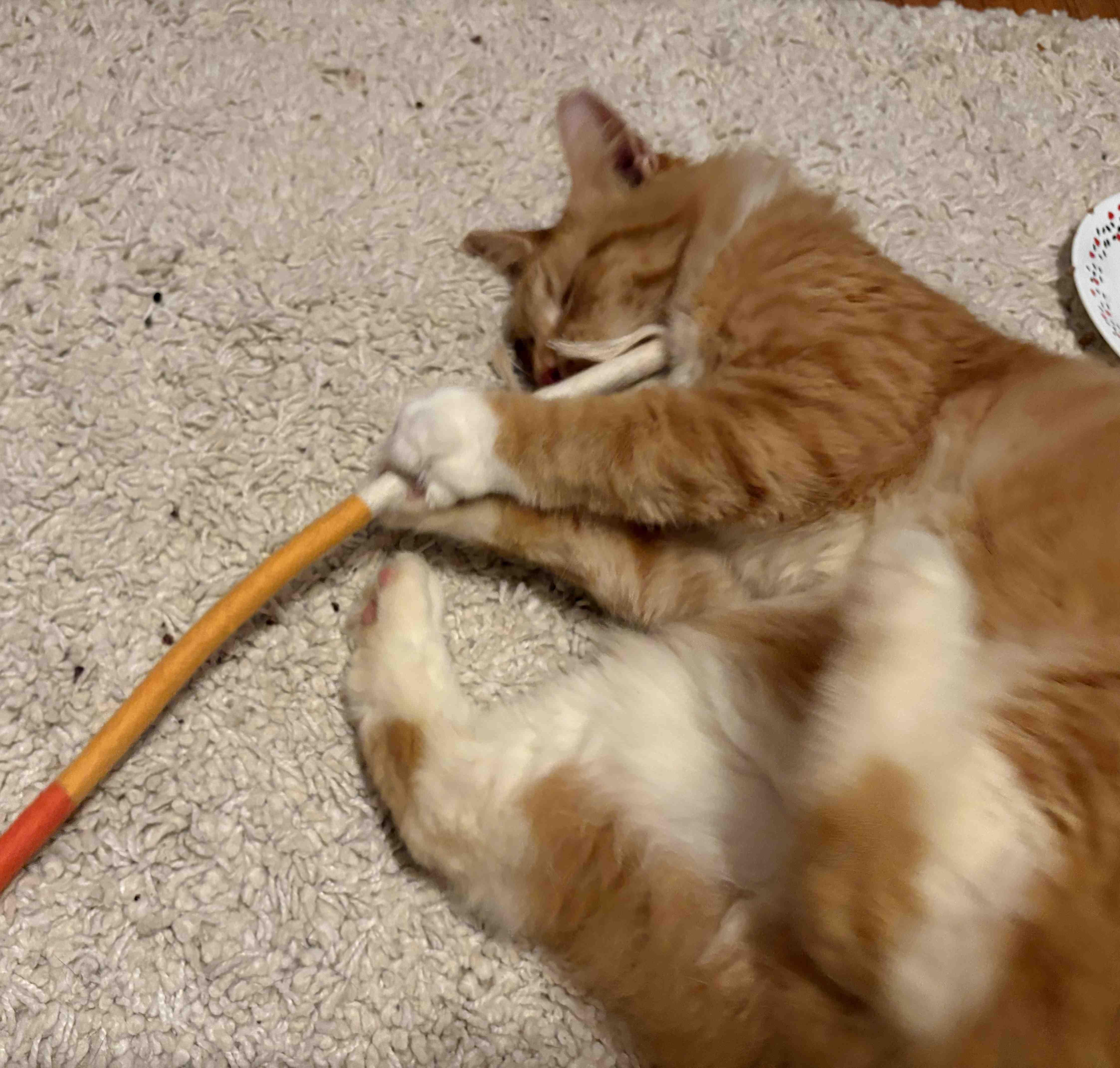 Enlarge Angelo PR, a Adoptable Domestic Short Hair in Burlington, VT image 2/4