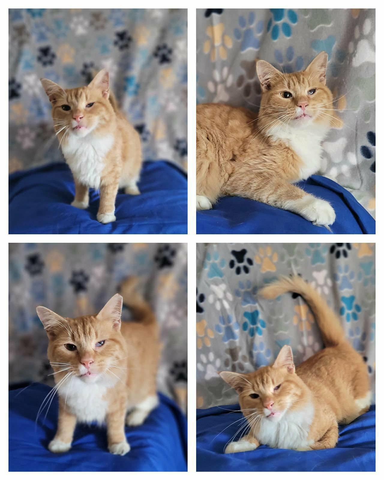 Enlarge Angelo PR, a Adoptable Domestic Short Hair in Burlington, VT image 3/4