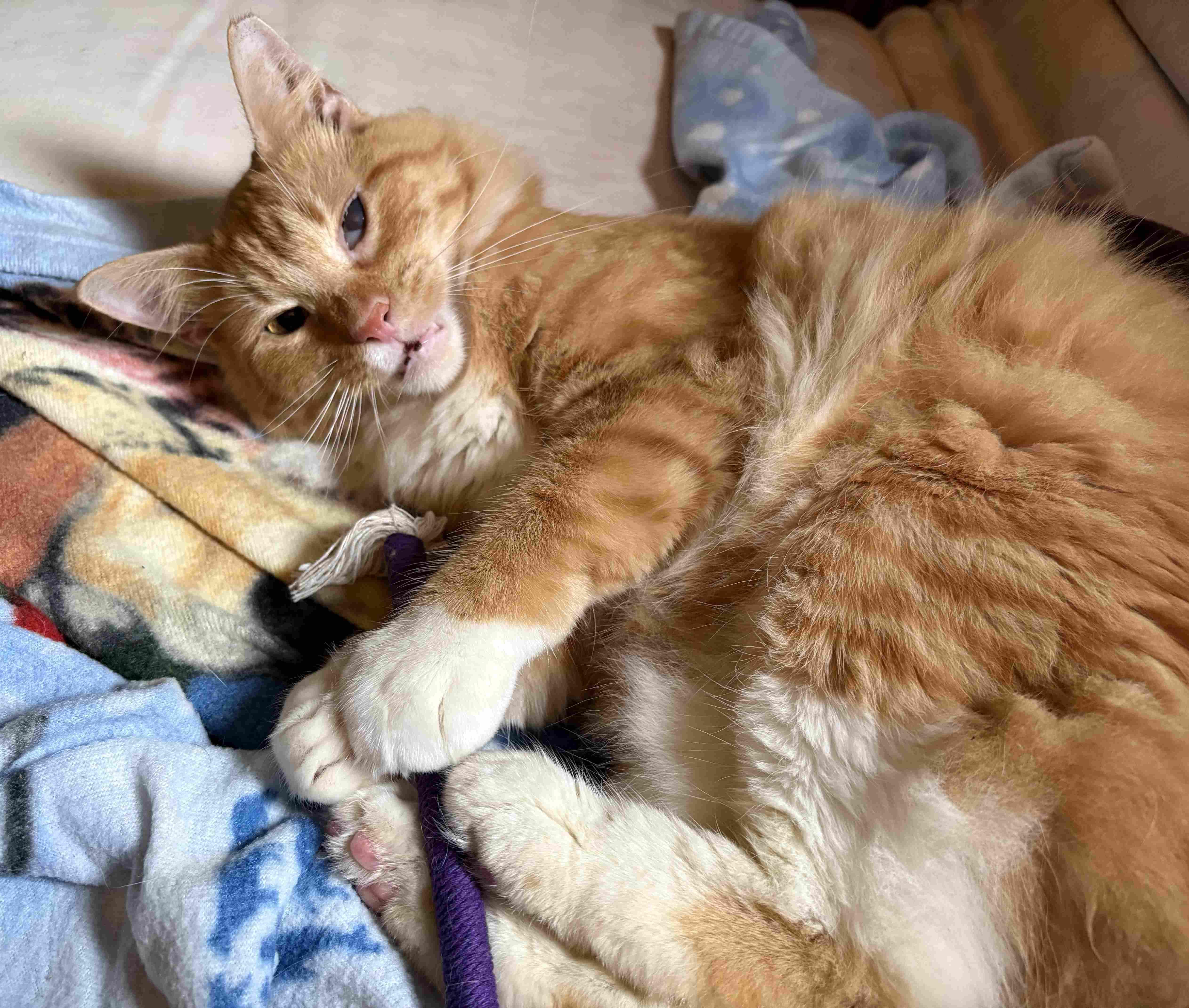Enlarge Angelo PR, a Adoptable Domestic Short Hair in Burlington, VT image 4/4