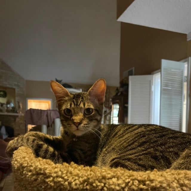 Gizmo, Adopted, Young Male Domestic Short Hair.