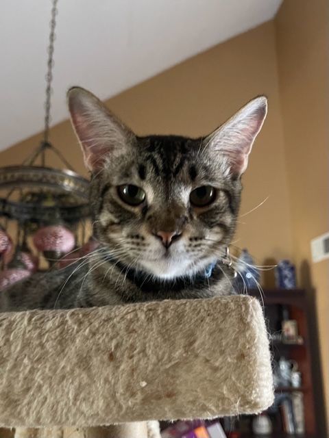 Gizmo, a Adopted mixed breed in san antonio, TX image 2/8