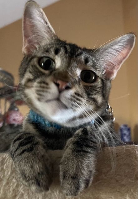 Gizmo, a Adopted mixed breed in san antonio, TX image 3/8