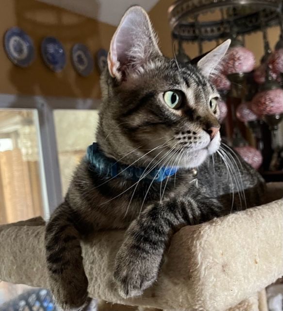 Gizmo, a Adopted mixed breed in san antonio, TX image 4/8