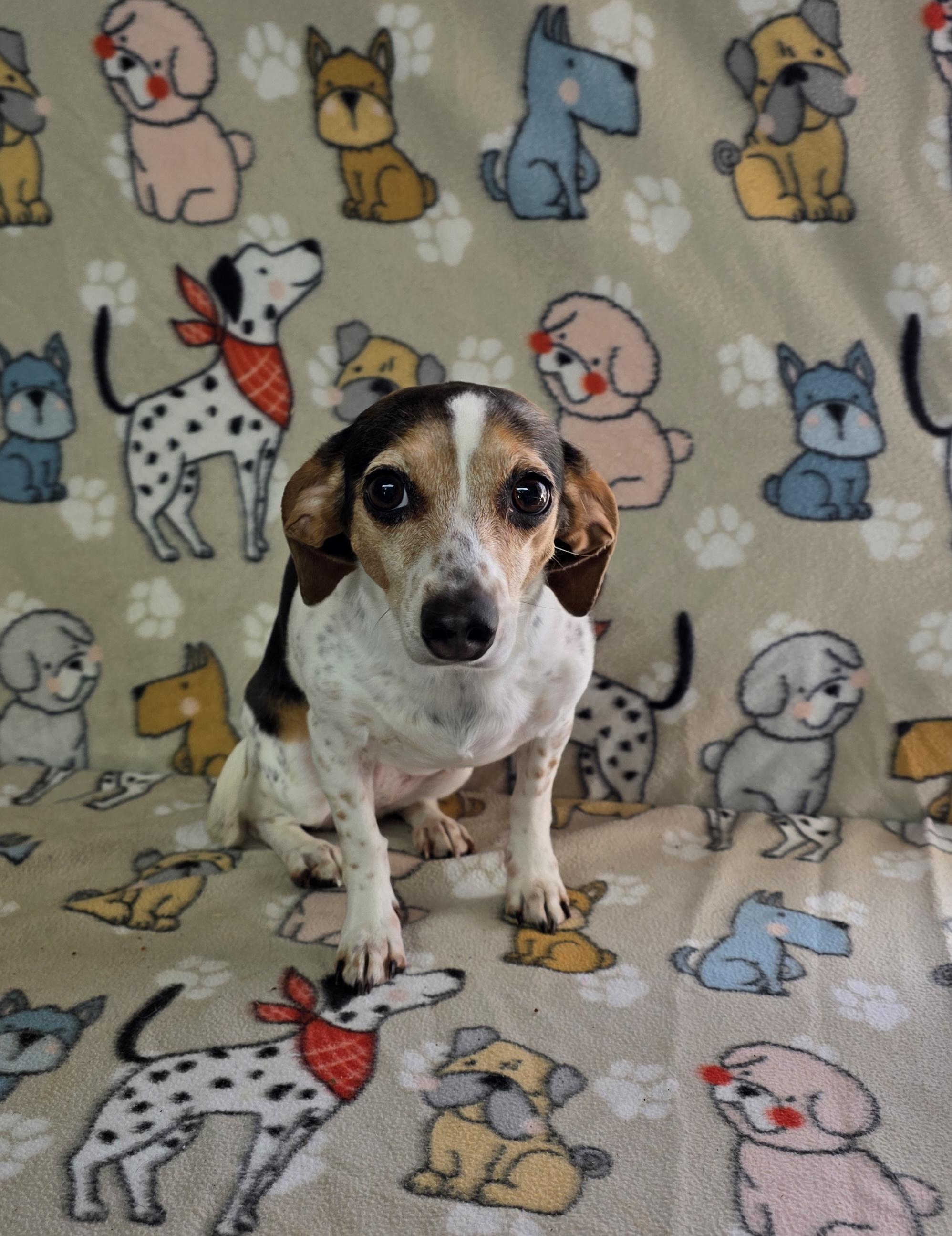 Enlarge Macy - PENDING!, an adopted mixed breed in Dallas, GA image 1/2