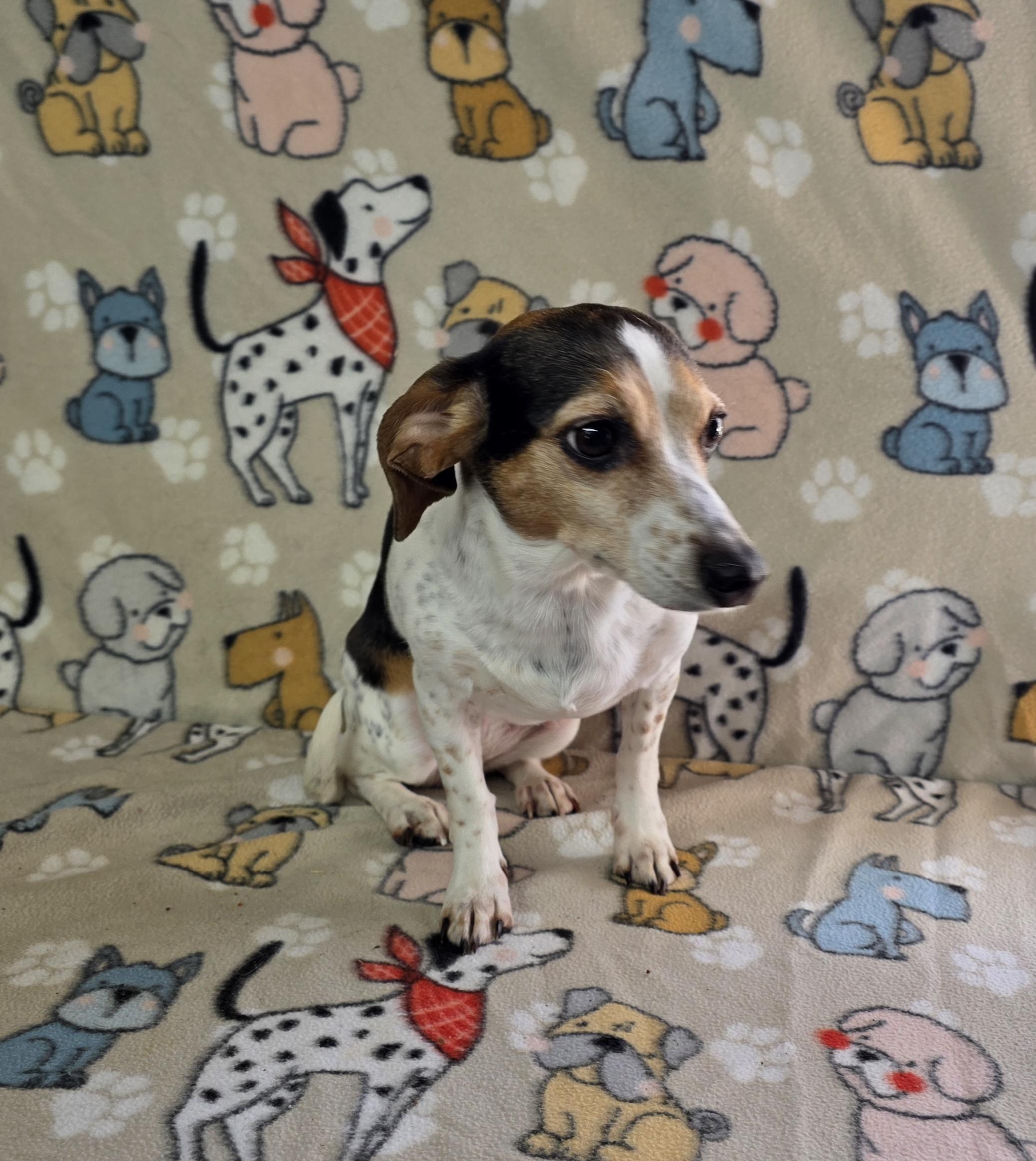 Enlarge Macy - PENDING!, an adopted mixed breed in Dallas, GA image 2/2