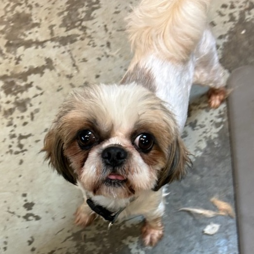 Enlarge Shorty, a Adopted Shih Tzu in Crane, MO image 1/2