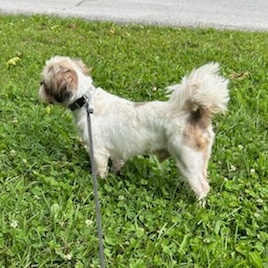 Enlarge Shorty, a Adopted Shih Tzu in Crane, MO image 2/2