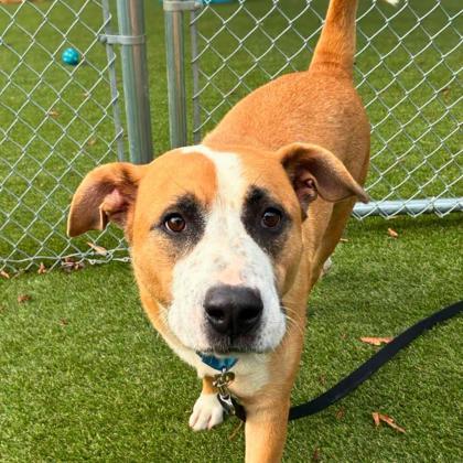 Enlarge Hercules, a Adoptable mixed breed in Gastonia, NC image 1/3