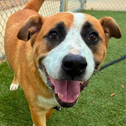 Enlarge Hercules, a Adoptable mixed breed in Gastonia, NC image 2/3