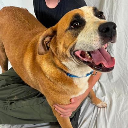 Enlarge Hercules, a Adoptable mixed breed in Gastonia, NC image 3/3
