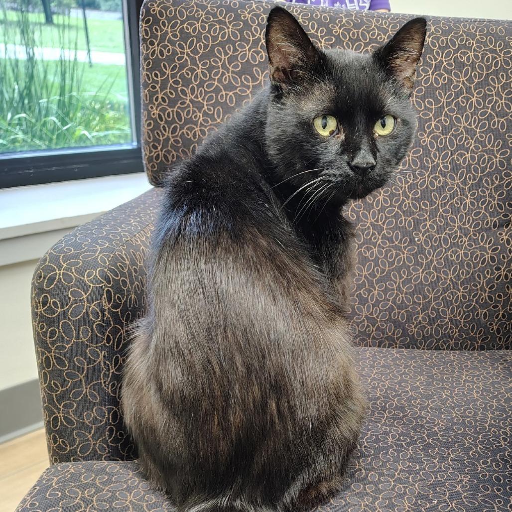 Enlarge Arnie, a Adoptable Domestic Short Hair in Dayton, OH image 1/4