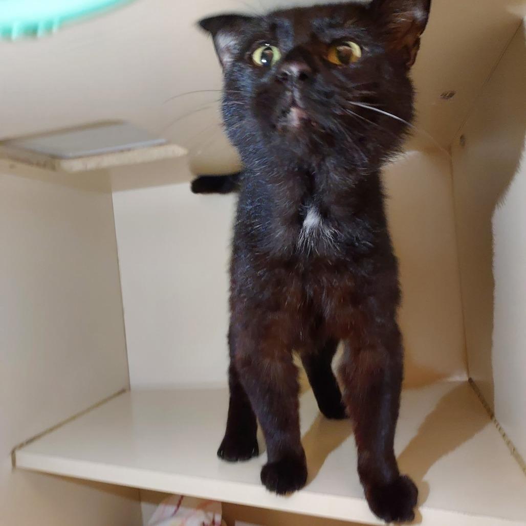 Enlarge Arnie, a Adoptable Domestic Short Hair in Dayton, OH image 2/4