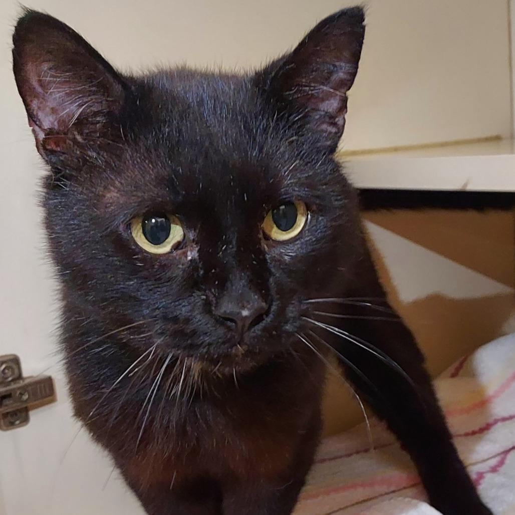 Enlarge Arnie, a Adoptable Domestic Short Hair in Dayton, OH image 3/4