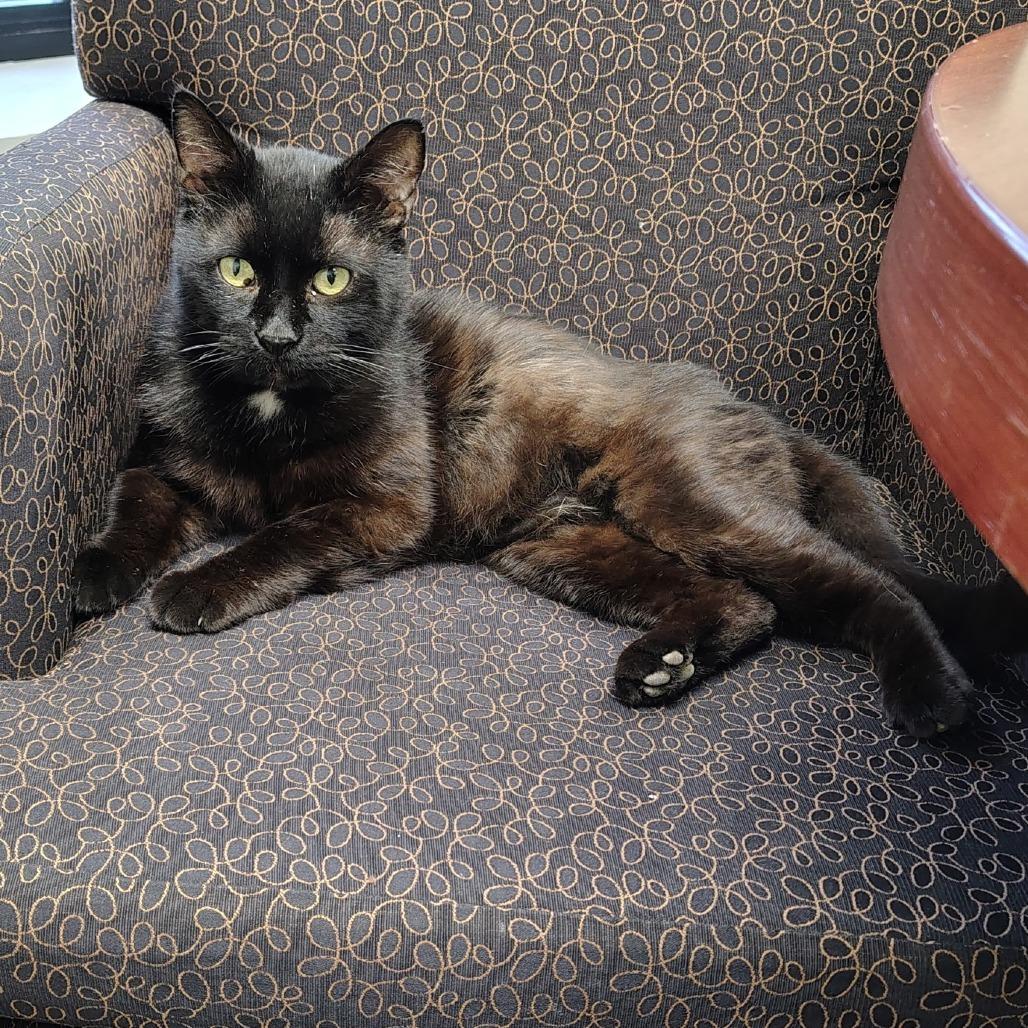 Enlarge Arnie, a Adoptable Domestic Short Hair in Dayton, OH image 4/4